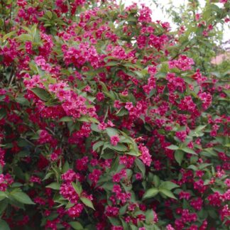 Weigela Florida Bristol Ruby