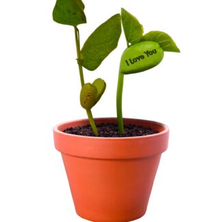 Grow Your Own Magic Message Bean - Perfect Gift!