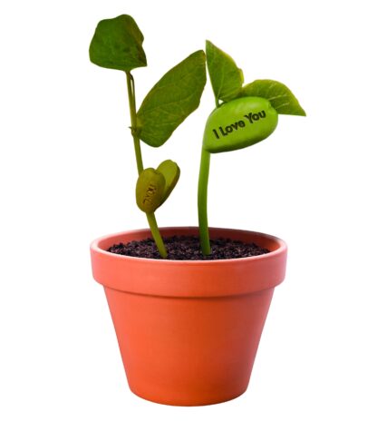 Grow Your Own Magic Message Bean - Perfect Gift!