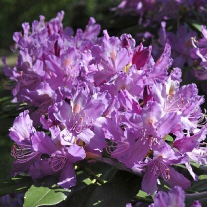Rhododendron Ponticum Impeditum