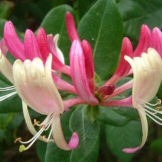 Large 5-6ft Specimen Climber - Lonicera Japonica Red World - Japanese Honeysuckle - Large