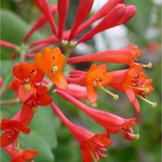 Lonicera x Brownii Dropmore Scarlet - Scarlet Trumpet Honeysuckle