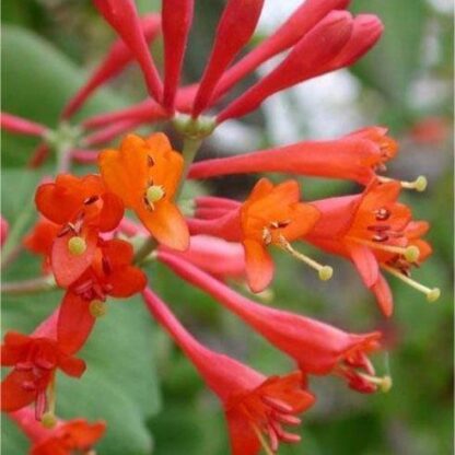 Lonicera x Brownii Dropmore Scarlet - Scarlet Trumpet Honeysuckle