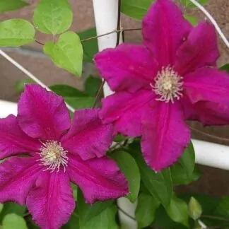 Clematis Ernest Markham - Summer Flowering Clematis
