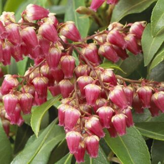 Pieris Valley Valentine - Lily of The Valley Shrub
