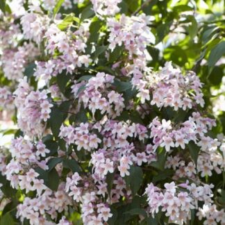 Kolkwitzia Amabilis Pink Cloud - Beauty Bush