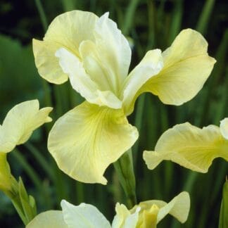 Iris Sibirica Butter And Sugar