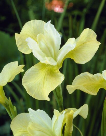 Iris Sibirica Butter And Sugar