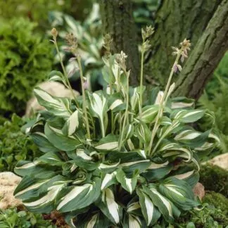 Hosta Undulata 'Mediovariegata'