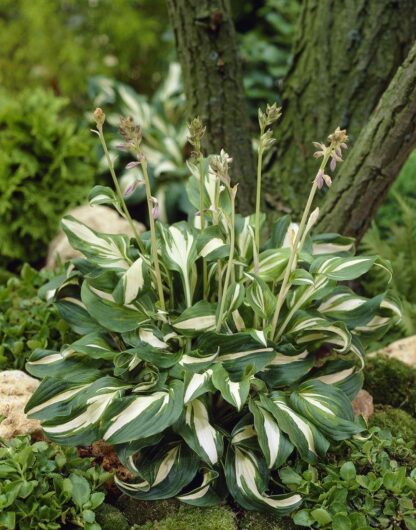 Hosta Undulata 'Mediovariegata'