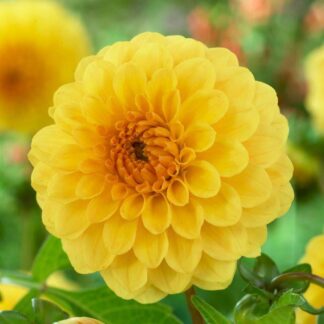 Dahlia Golden Sceptre