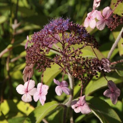 Hydrangea Aspera 'Koki'