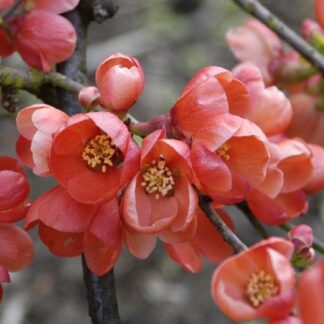 Chaenomeles Superba Knap Hill Scarlet - Flowering Quince
