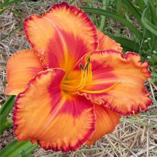 Hemerocallis 'Volcano Queen'