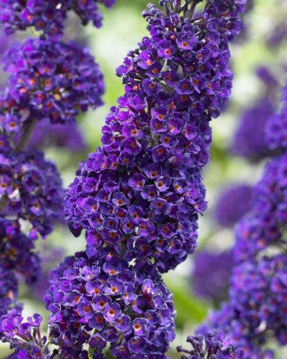 Buddleja Davidii Black Knight - Buddleia - Butterfly Bush