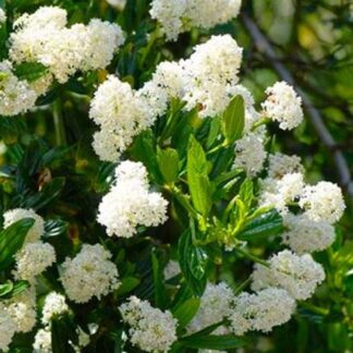 Ceanothus Snow Flurries - Evergreen White Californian Lilac - Large