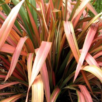 Phormium Flamingo - New Zealand Flax