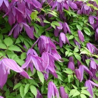 Large 5-6ft Specimen Climber - Clematis Alpina