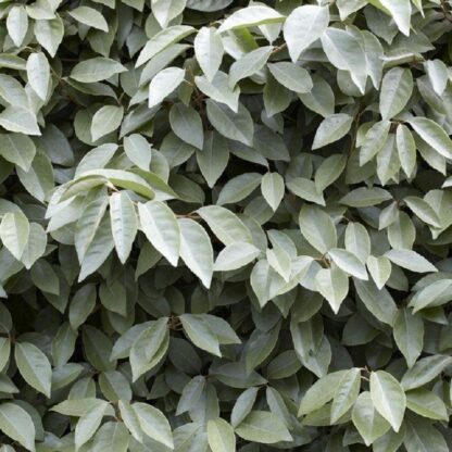 Elaeagnus Ebbingei Compacta - Standard Tree - Circa 150-170cm