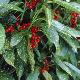 Aucuba Japonica Variegata - Large - Variegated Spotted Laurel