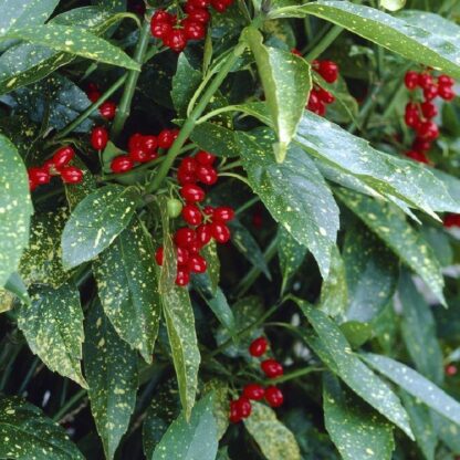 Aucuba Japonica Variegata - Large - Variegated Spotted Laurel