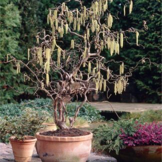 Corylus Avellana Contorta - Large Corkscrew Hazel - Standard Tree