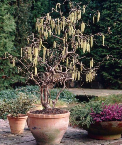 Corylus Avellana Contorta - Large Corkscrew Hazel - Standard Tree