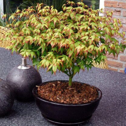 Acer Palmatum Little Princess - Japanese Maple