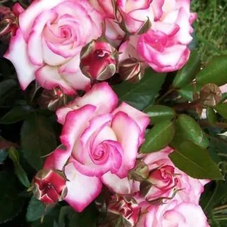 Large 5-6ft Climbin Rose - Rose Handel