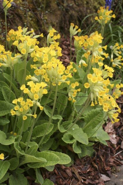Primula Veris - Native Cowslip