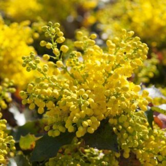 Mahonia Aquifolium
