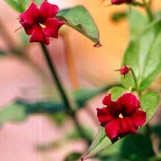 Large 6ft Jasminum Beesianum - Rare Red Jasmine
