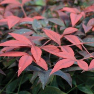 Nandina Domestica Flirt - New Compact Heavenly Bamboo
