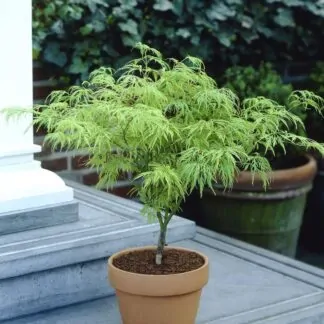 Acer Palmatum Dissectum - Filigree Japanese Maple