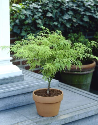 Acer Palmatum Dissectum - Filigree Japanese Maple