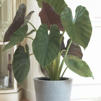 Alocasia Wentii - Giant Elephant Ears