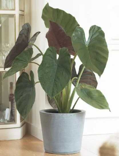 Alocasia Wentii - Giant Elephant Ears