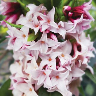 Daphne Perfume Princess - Worlds Most Fragrant Shrub - New Variety