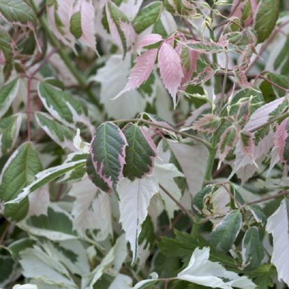 Acer Negundo Flamingo