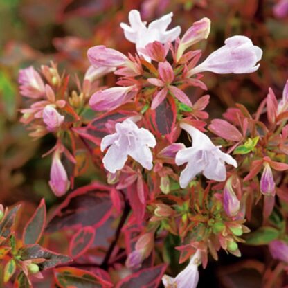 Abelia Grandiflora 'Sunshine Daydream'