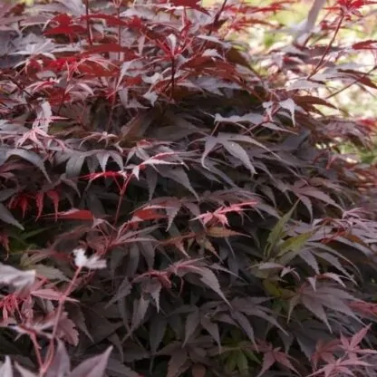 Acer Palmatum Pixie