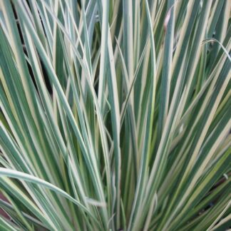 Acorus Gramineus 'Argenteostriatus' - Variegated Sweet Flag