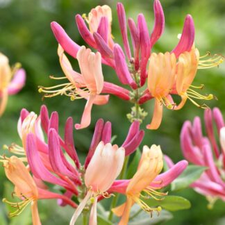 Large 5-6ft Specimen Climber - Lonicera x Heckrottii American Beauty Plant