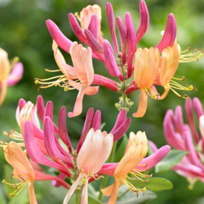 Large 5-6ft Specimen Climber - Lonicera x Heckrottii American Beauty Plant