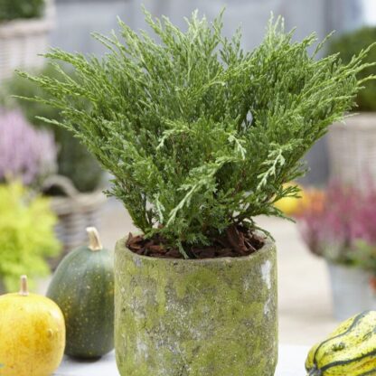 Juniperus Horizontalis Andorra Compact