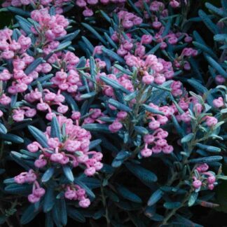 Andromeda Polifolia - Blue Ice