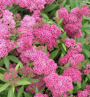 Spiraea Japonica Anthony Waterer