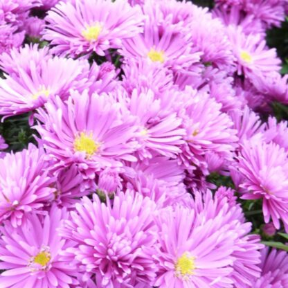 Aster Dumosus Tonga - Michaelmas Daisy