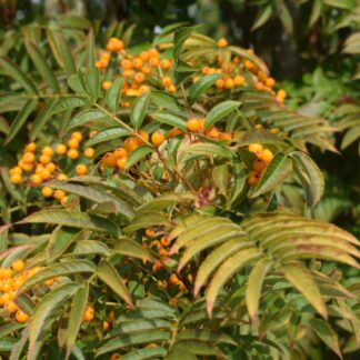 Sorbus Autumn Spire - Mountain Ash - 130cm