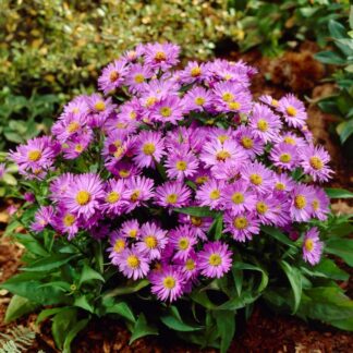 Aster Dumosus Barbados - Michaelmas Daisy